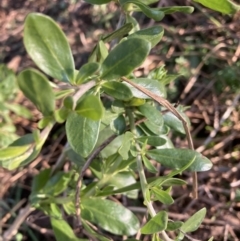 Lycium ferocissimum at Watson, ACT - 24 May 2022