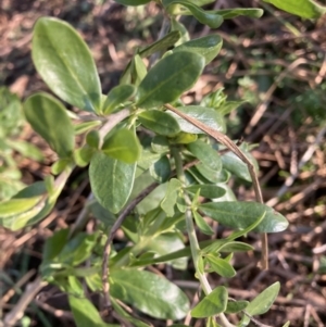 Lycium ferocissimum at Watson, ACT - 24 May 2022