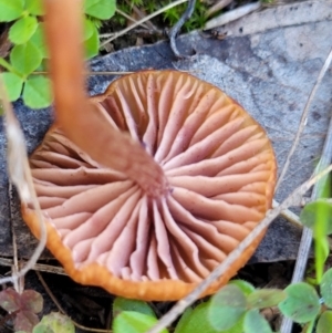 Laccaria sp. at Watson, ACT - 24 May 2022