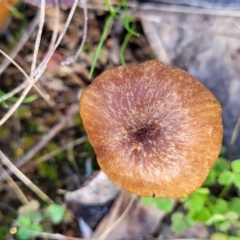 Laccaria sp. at Watson, ACT - 24 May 2022