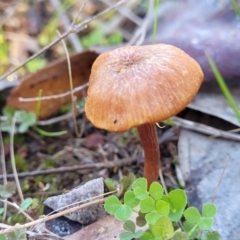 Laccaria sp. at Watson, ACT - 24 May 2022