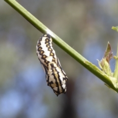 Acraea andromacha (Glasswing) at Kambah, ACT - 24 Mar 2022 by AlisonMilton