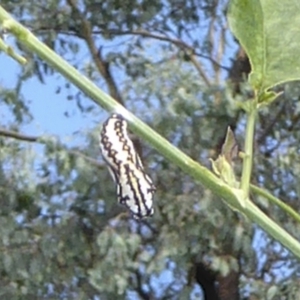 Acraea andromacha at Kambah, ACT - 24 Mar 2022