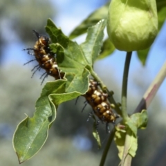 Acraea andromacha at Kambah, ACT - 24 Mar 2022 10:40 PM