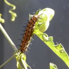 Acraea andromacha at Kambah, ACT - 24 Mar 2022 10:40 PM