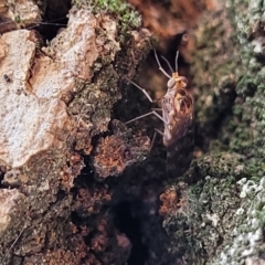 Sylvicola dubius (Wood-gnat) at Lyneham, ACT - 24 May 2022 by trevorpreston