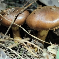 Cortinarius sp. (Cortinarius) at Stromlo, ACT - 24 May 2022 by trevorpreston