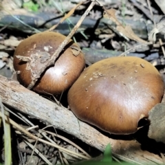 Cortinarius sp. at Stromlo, ACT - 24 May 2022