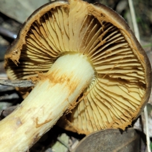 Cortinarius sp. at Stromlo, ACT - 24 May 2022