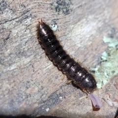 Lagriini sp. (tribe) (Unidentified lagriine darkling beetle) at Stromlo, ACT - 24 May 2022 by trevorpreston