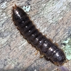 Lagriini sp. (tribe) at Stromlo, ACT - 24 May 2022