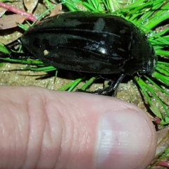 Hydrophilus sp. (genus) at Coree, ACT - 24 May 2022