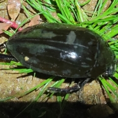 Hydrophilus sp. (genus) at Coree, ACT - 24 May 2022