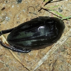 Hydrophilus sp. (genus) at Coree, ACT - 24 May 2022