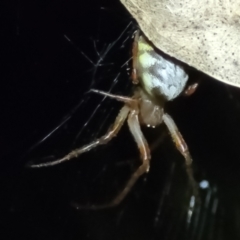 Phonognatha graeffei (Leaf Curling Spider) at Coree, ACT - 24 May 2022 by trevorpreston