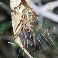 Phonognatha graeffei at Coree, ACT - 24 May 2022