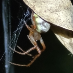 Phonognatha graeffei at Coree, ACT - 24 May 2022