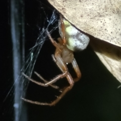 Phonognatha graeffei at Coree, ACT - 24 May 2022