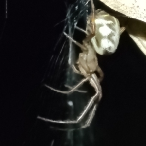 Phonognatha graeffei at Coree, ACT - 24 May 2022