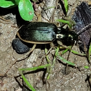 Chlaenius darlingensis at Coree, ACT - 24 May 2022