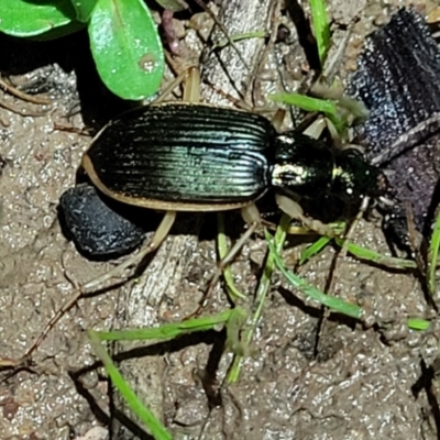 Chlaenius darlingensis (Carab beetle) at Coree, ACT - 24 May 2022 by trevorpreston
