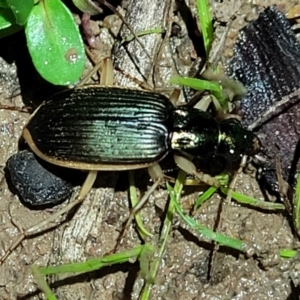 Chlaenius darlingensis at Coree, ACT - 24 May 2022 07:57 PM