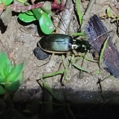 Chlaenius darlingensis at Coree, ACT - 24 May 2022 07:57 PM