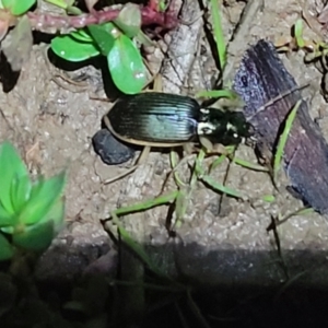 Chlaenius darlingensis at Coree, ACT - 24 May 2022