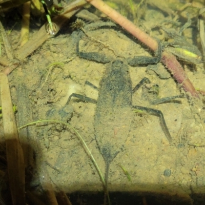 Laccotrephes tristis (Water Scorpion or Toe-biter) at Coree, ACT - 24 May 2022 by trevorpreston