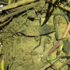 Laccotrephes tristis at Coree, ACT - 24 May 2022