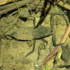 Laccotrephes tristis at Coree, ACT - 24 May 2022