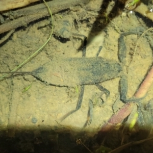 Laccotrephes tristis at Coree, ACT - 24 May 2022