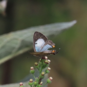 Jalmenus evagoras at Theodore, ACT - 10 Feb 2022 10:41 AM