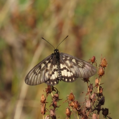 Acraea andromacha (Glasswing) at Theodore, ACT - 21 Mar 2022 by owenh