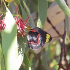 Delias nigrina (Black Jezebel) at Tuggeranong Hill - 11 Apr 2022 by owenh