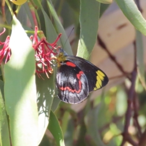 Delias nigrina at Theodore, ACT - 11 Apr 2022 10:19 AM