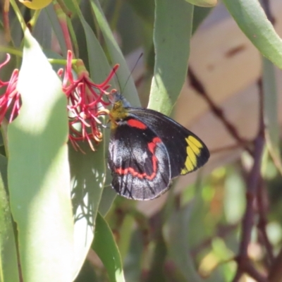 Delias nigrina (Black Jezebel) at Theodore, ACT - 11 Apr 2022 by owenh