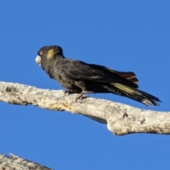 Zanda funerea (Yellow-tailed Black-Cockatoo) at Mount Majura - 17 May 2022 by sbittinger