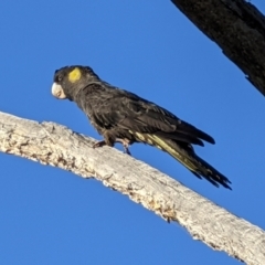 Zanda funerea at Watson, ACT - 18 May 2022 08:35 AM