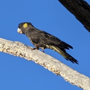 Zanda funerea at Watson, ACT - 18 May 2022