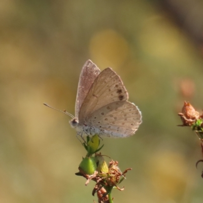 Erina hyacinthina (Varied Dusky-blue) at Theodore, ACT - 21 Mar 2022 by owenh