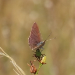 Erina hyacinthina at Theodore, ACT - 21 Mar 2022 02:55 PM