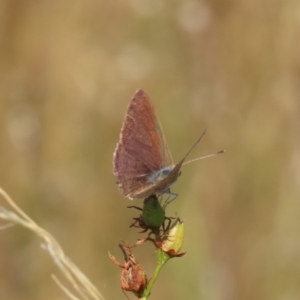 Erina hyacinthina at Theodore, ACT - 21 Mar 2022