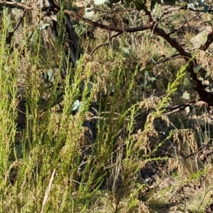 Cassinia sifton at O'Malley, ACT - 24 May 2022 03:13 PM