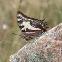 Charaxes sempronius (Tailed Emperor) at Theodore, ACT - 28 Mar 2022 by owenh