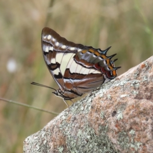 Charaxes sempronius (Tailed Emperor) at Theodore, ACT by OwenH