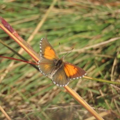 Lucia limbaria (Chequered Copper) at Conder, ACT - 23 Mar 2022 by OwenH