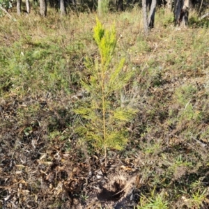 Exocarpos cupressiformis at O'Malley, ACT - 24 May 2022