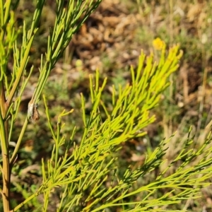 Exocarpos cupressiformis at O'Malley, ACT - 24 May 2022