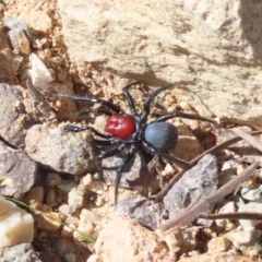 Missulena occatoria (Red-headed Mouse Spider) at Tuggeranong Hill - 8 May 2022 by OwenH